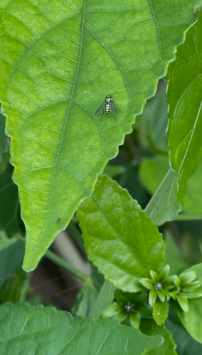 Unknown species found near Texas A&M University-Corpus Christi, Corpus Christi, TX, US