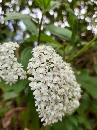 Image of Verbesina turbacensis by (c) Arthur de Jesús Chavarría Pérez, some rights reserved (CC BY)