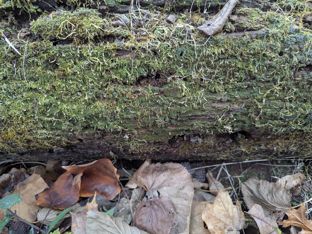 Multiclavula mucida · November 2025 · photo: © rynxs (iNaturalist, cc-by)