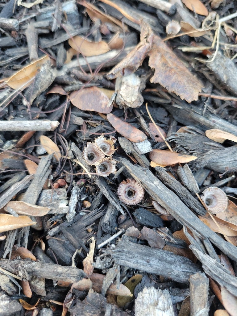 Cyathus striatus · November 2025 · photo: © jamiethebee (iNaturalist, cc-by)