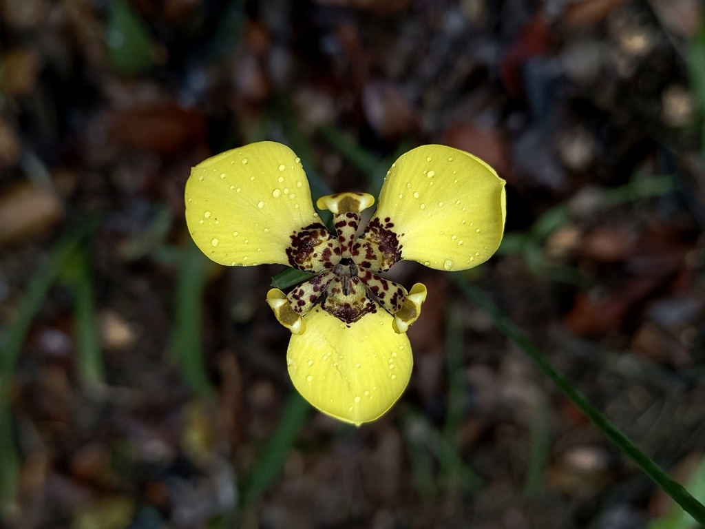 Trimezia spathata; photograph (c) Carlos Otávio Gussoni, some rights reserved (CC BY)