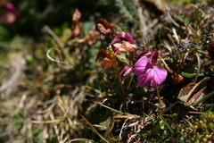 Pedicularis kerneri