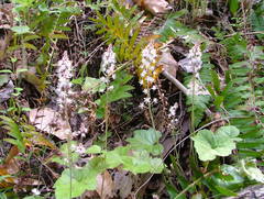 Tiarella cordifolia