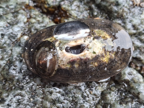 Scurria variabilis observed 2025-11-24