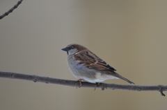 Passer domesticus