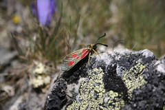 Zygaena exulans