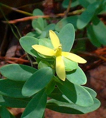 Hypericum stragulum