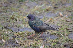 Sturnus vulgaris