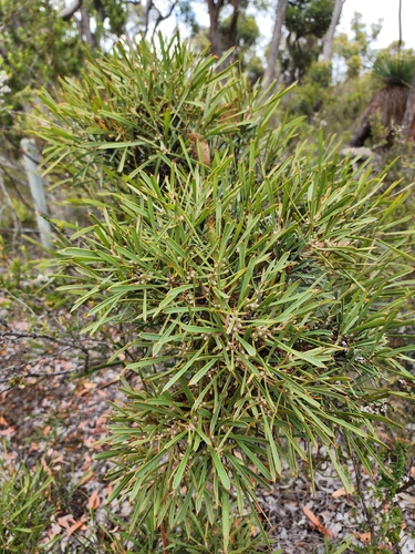 cauliflower hakea (Hakea corymbosa)