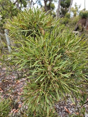 Hakea corymbosa