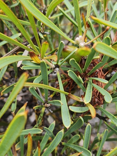 Hakea corymbosa, photograph 2