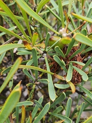 (c) Belinda Forbes, some rights reserved (CC BY) Hakea corymbosa, photograph (c) Belinda Forbes, some rights reserved (CC BY)