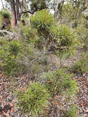 (c) Belinda Forbes, some rights reserved (CC BY) Hakea corymbosa, photograph (c) Belinda Forbes, some rights reserved (CC BY)