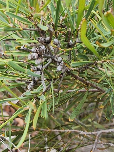 Hakea corymbosa, photograph 4