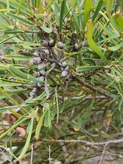 (c) Belinda Forbes, some rights reserved (CC BY) Hakea corymbosa, photograph (c) Belinda Forbes, some rights reserved (CC BY)