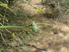 Enoplopactus lizeri