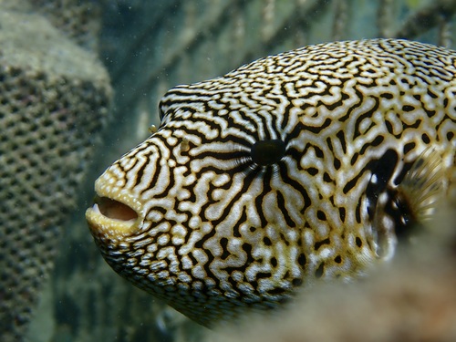 Map puffer (Arothron mappa) — Tetraodontidae — 5