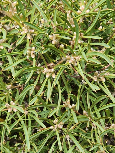 Hakea corymbosa, photograph 6