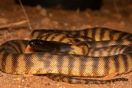 Black-headed Python sighting