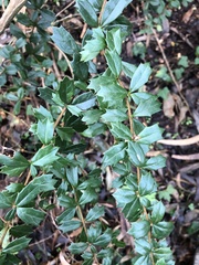Berberis darwinii