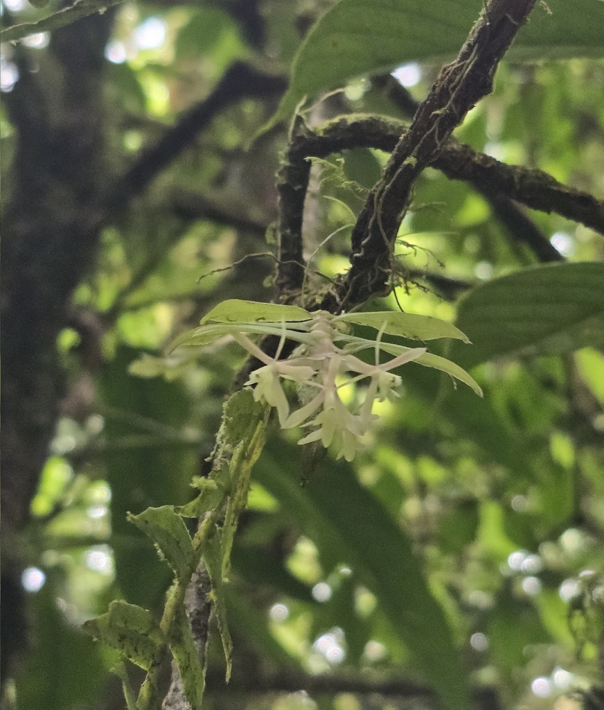 Epidendrum macasense Hágsater & Dodson