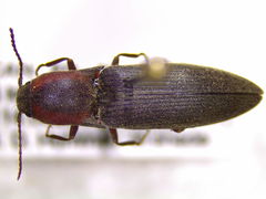 Agriotes fucosus