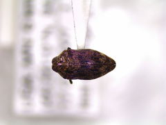 Agrilinae