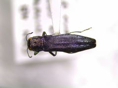 Agrilinae