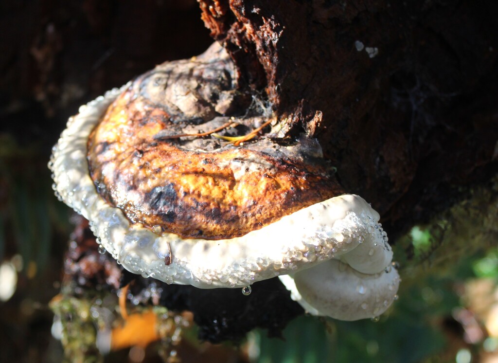 Fomitopsis mounceae · November 2025 · photo: © dreierj (iNaturalist, cc0)