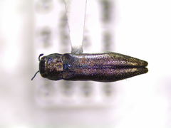 Agrilinae