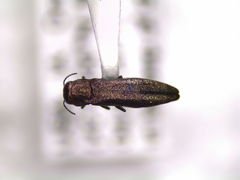 Agrilinae