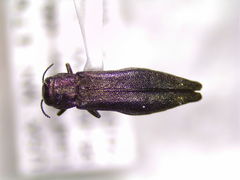 Agrilinae