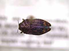 Brachys ovatus