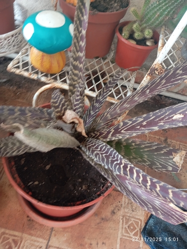 Cryptanthus zonatus