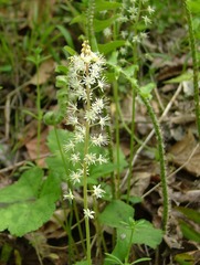 Tiarella cordifolia