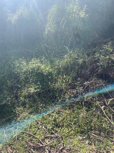 Australian Elapids (inc. Sea Snakes) sighting