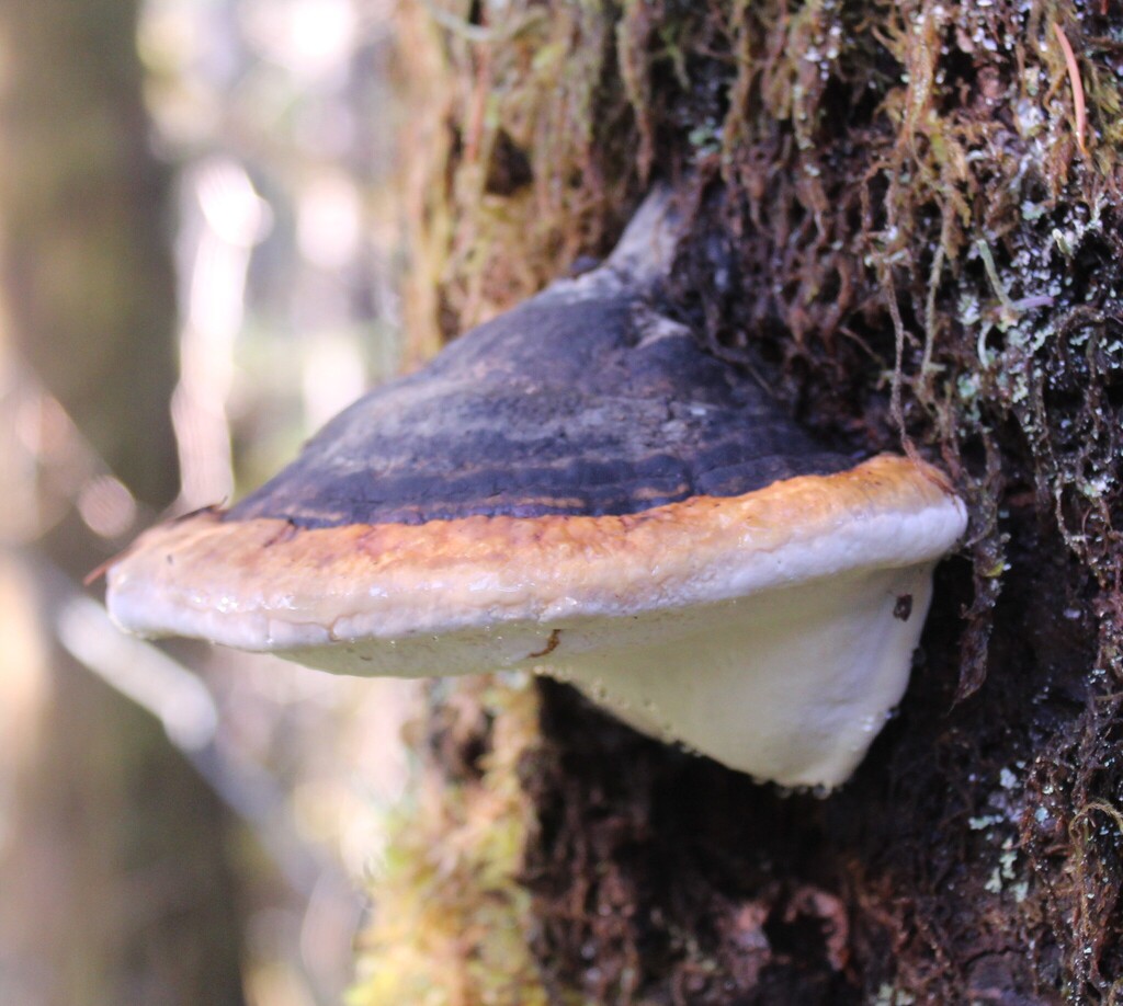 Fomitopsis mounceae · November 2025 · photo: © dreierj (iNaturalist, cc0)