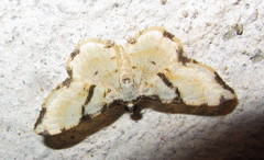 Monocerotesa connexa