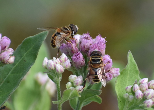 Unknown species found near San Patricio County, TX, USA