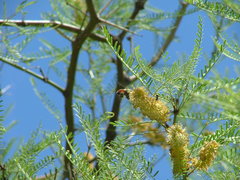 Prosopis flexuosa