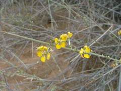 Tricomaria usillo