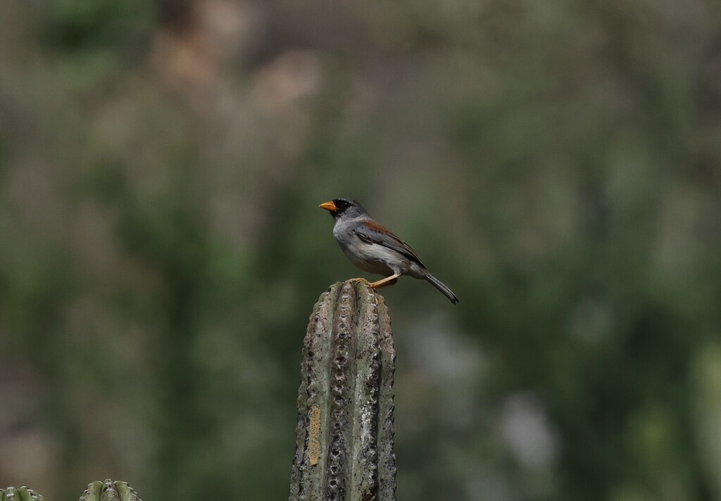 Little Inca-finch
