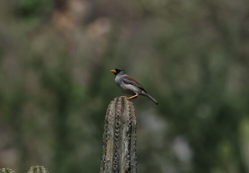 Little Inca Finch (Incaspiza watkinsi)