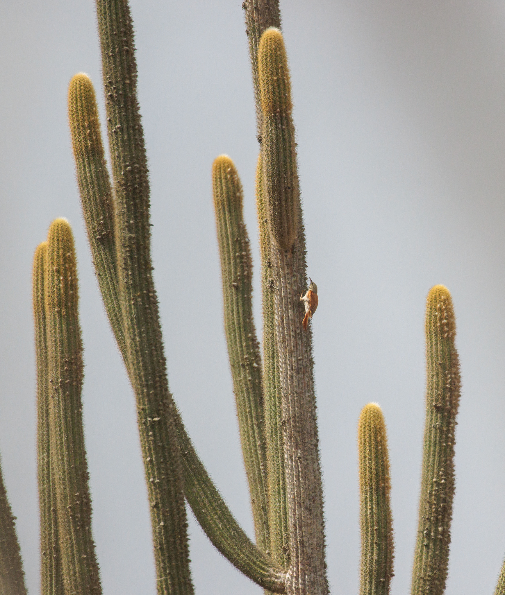 Grey-headed Spinetail (Cranioleuca semicinerea), photo 3