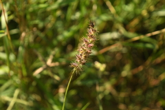 Cenchrus tribuloides