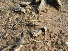 Omorgus pastillarius