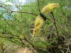 Prosopis flexuosa