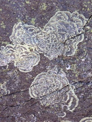 Arctoparmelia