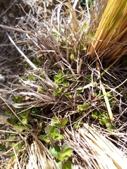 Leptostigma setulosum