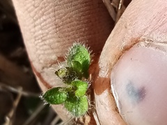 Leptostigma setulosum